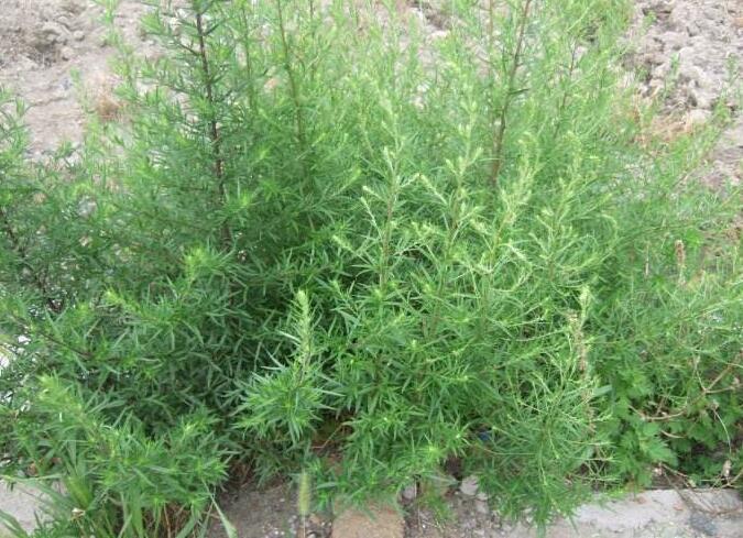 本品为菊科植物滨蒿artemisia scoparia waldst. et kit.